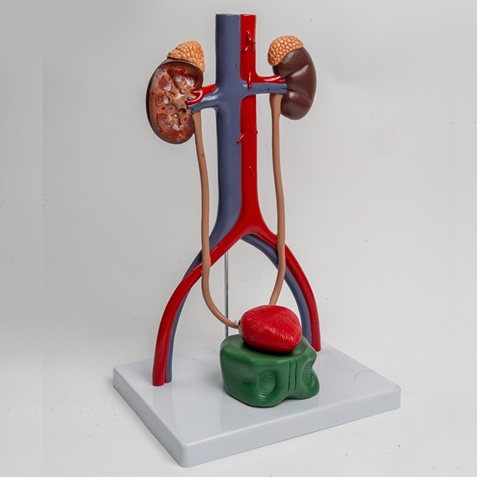 1: 1 Modello Urogenitale Modello del Corpo Umano Mostra Ureter della vescica per il rapporto Insegnamento Biologia Forniture didattiche