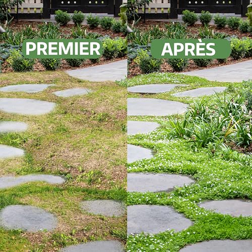 Dichondra repens LERAVA le gazon sans tonte résistant à la sécheresse