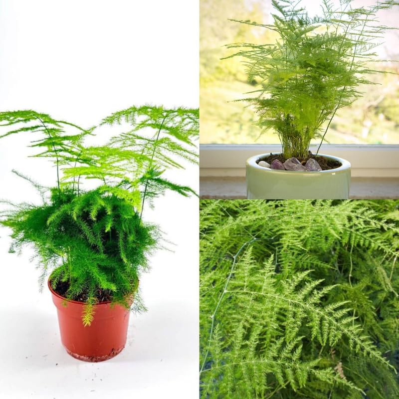 Asparagus lace fern live plant (Pack of 2 Live Decorative Plant)