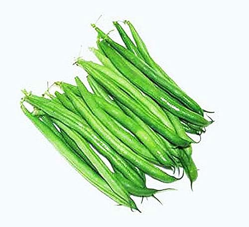 Bush Bean Seeds Contender - Floración más temprana, sin cuerdas, frijol a presión