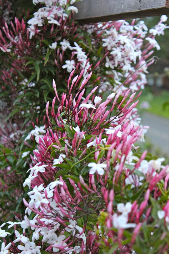 Verdecora Jazmín Chino | Planta natural de exterior con flor | Planta Perenne Trepadora Perfumada | Gran cantidad de flores con intenso aroma (Maceta 3L)