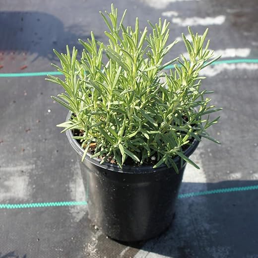 Green Beach Live Rosemary Plant
