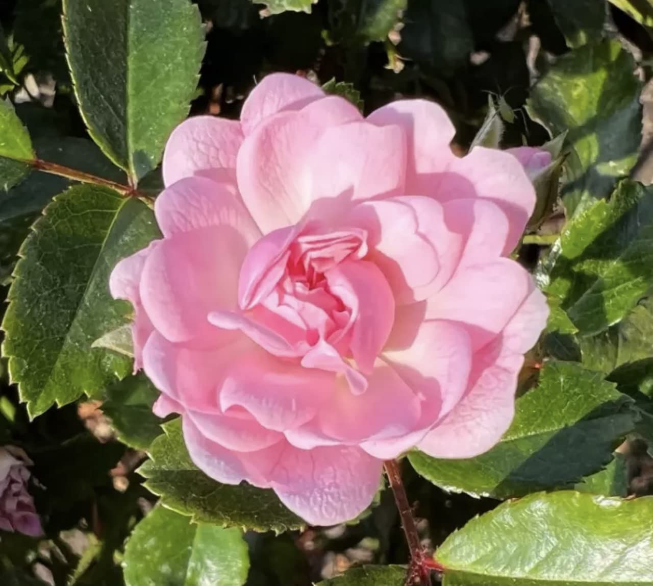 'The Fairy' Rose - Delicate Pink Bunches of Blooms - Old Fashioned Rose - 4L Potted Rose