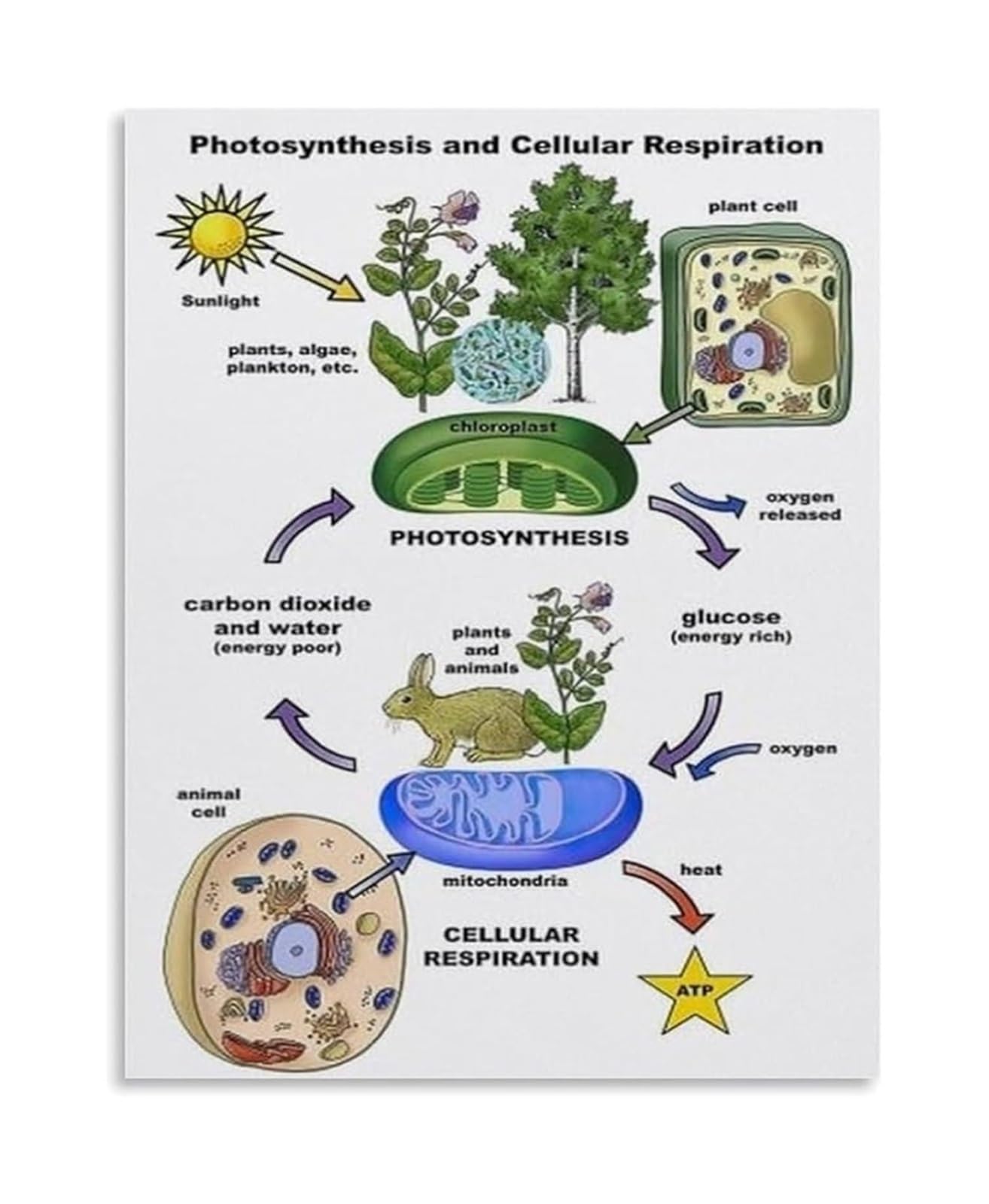 BYCIFRLG Photosynthesis and Cellular Respiration Biology Educational Poster Canvas Wall-Art for Science Classroom(Unframed,12x18inch(30x45cm))
