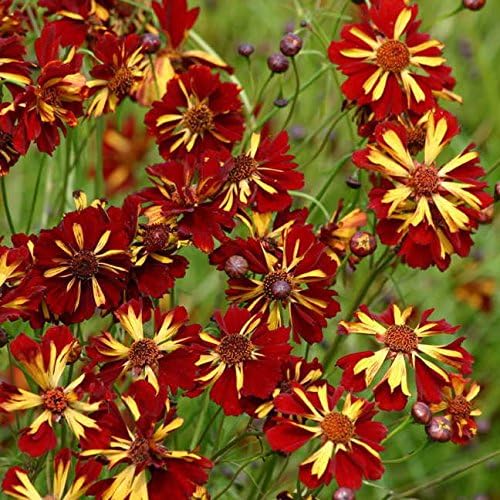 Vista 2 de Park Seed Roulette Mix Coreopsis Semillas
