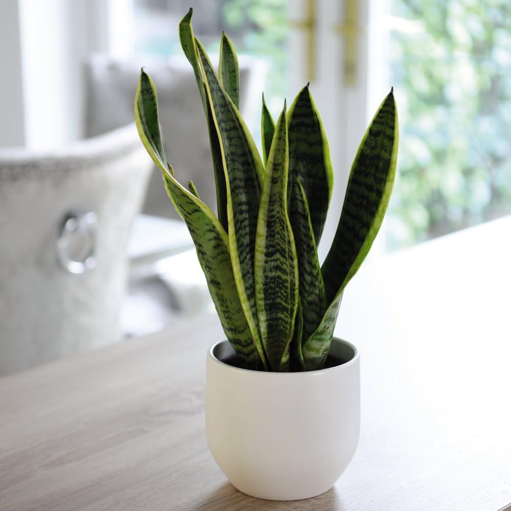Sansevieria trifasciata - Mother-in-Law's Tongue Succulent Plant with Gold Variegated Edges | Easy Care Indoor Houseplant for Air Purification - 2X 19cm Potted Plants by Thompson & Morgan