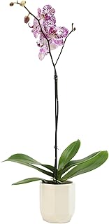 Novelty Phalaenopsis Live Orchid Plant 20-24" & White Orchid Pot Live Plant Gift, Fresh Orchids Plants Live House Plants, Live Plants Indoor Plants Live Houseplants Plant Lover Gift by Plants for Pets