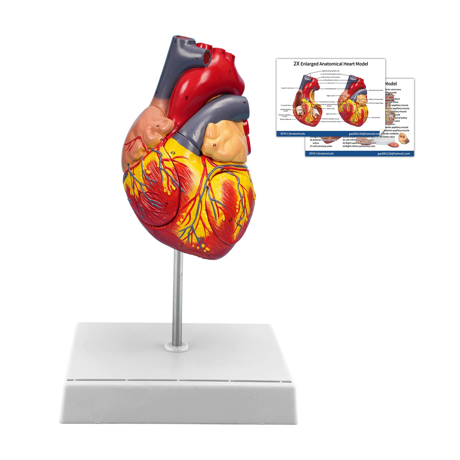 Amazon.com: SFXYJ 2X Enlarged Anatomical Heart Model,4-Part