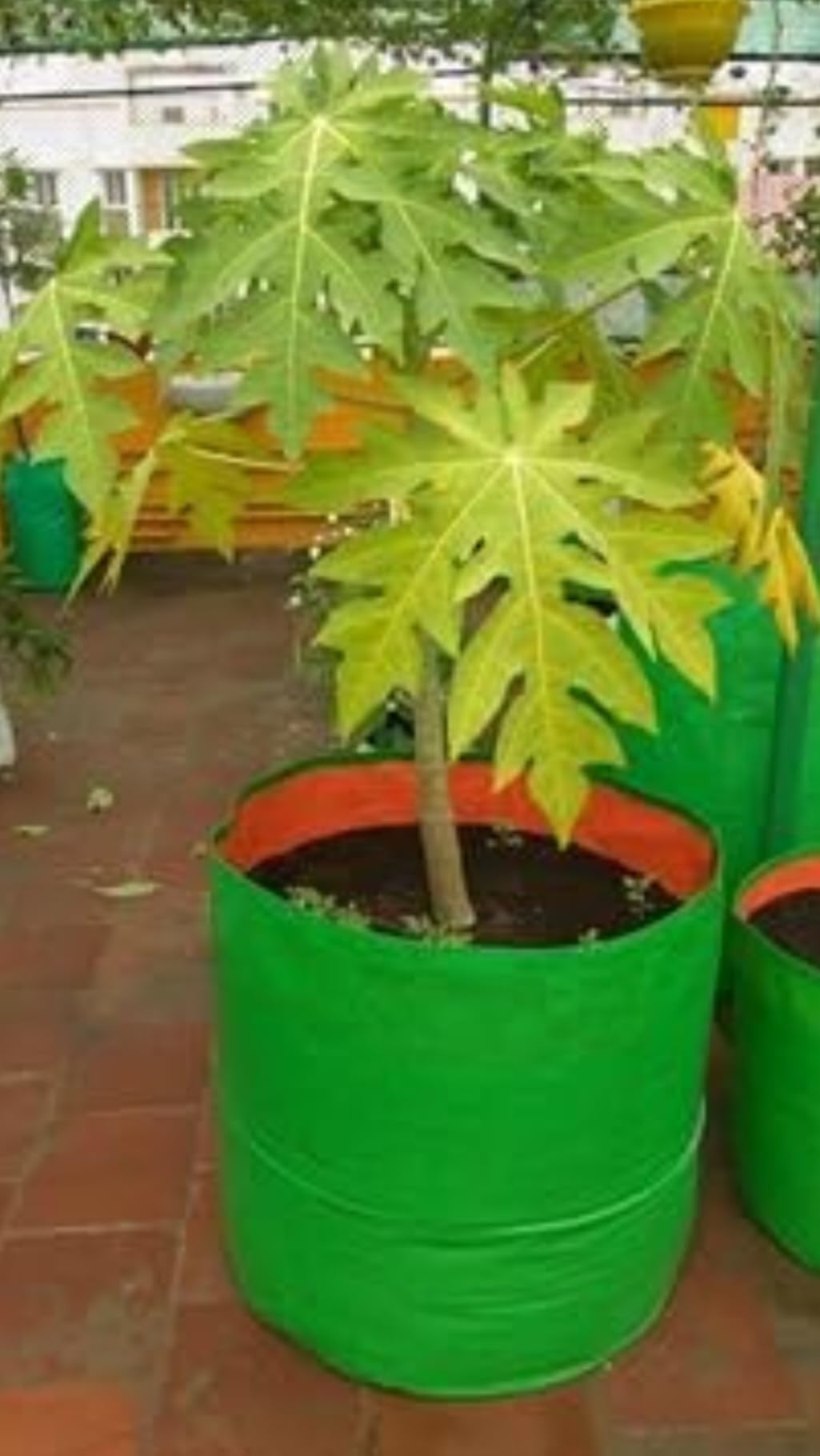 URBAN PETALS 24X24 Inches Big Size Grow Bag for Fruits & Vegetables | 280 GSM | Pack of 2 | | 10 Years Long Life (B0CT8JH1KM) Amazon Price History, Amazon Price Tracker