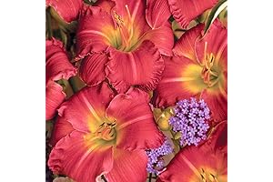 Earlybird Cardinal Re-Blooming Daylily Bulbs: Brighten Your Spring 2024 Bloomscape!