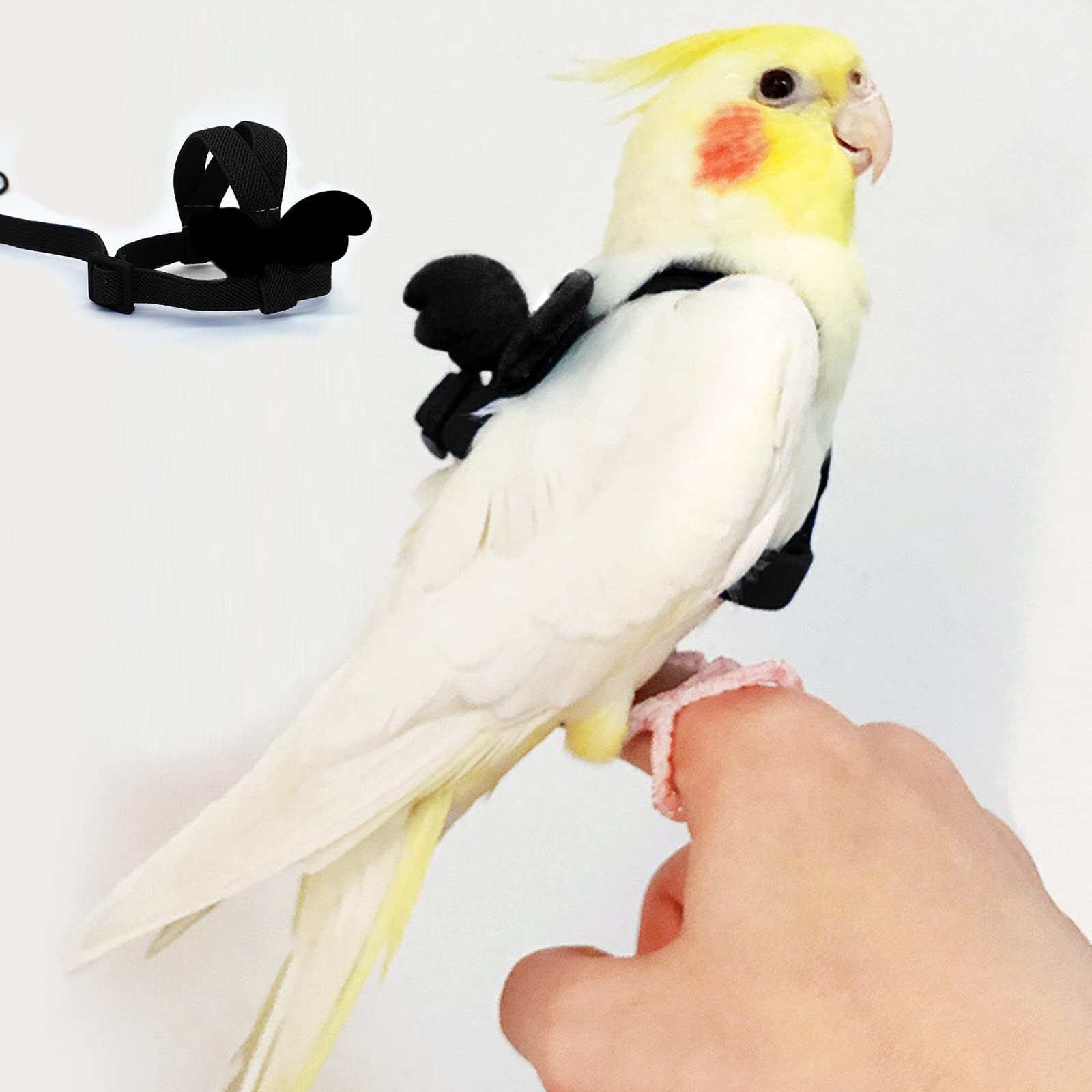 White Cockatiel Price In India Baby Cockatiel Price Online