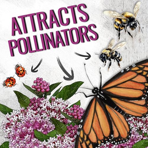 Image of Seed Needs Pink Swamp Milkweed Seeds for Monarch Butterflies 10 Pack
