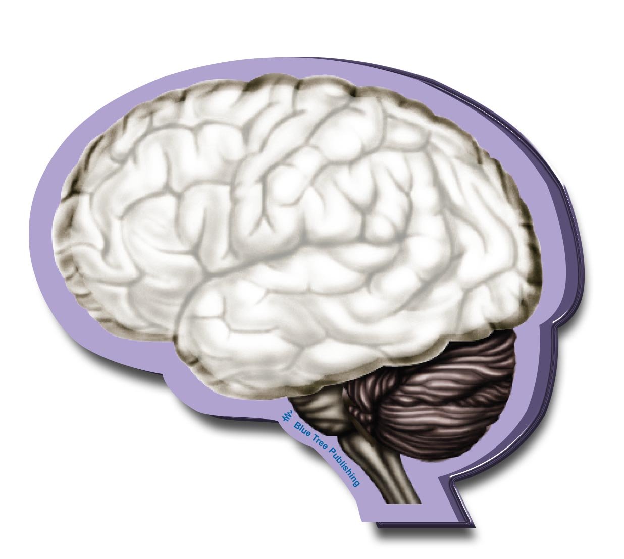 Anatomy Sticky Notes (Brain 10 Pack)