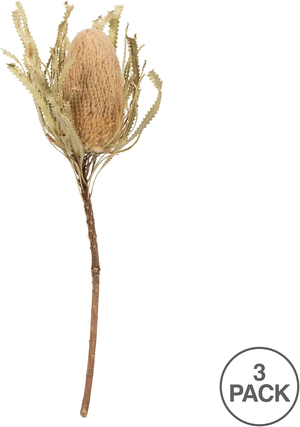 Vickerman 12" Jumbo Natural Banksia Flower with Stem, Natural Preserved Dried Plant for Wedding Bouquets Home Decor or Everyday Arrangements 3 Per Pack