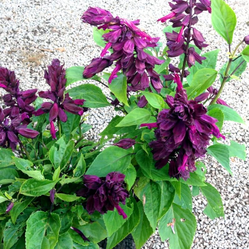 2 plantas de salvia vivas, arbustos de salvia para plantar al aire libre, plantas con flores de salvia rosa de 4 a 7 pulgadas de alto en maceta para