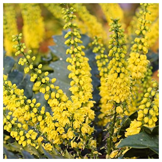 Mahonia Media 'Charity' Oregon Grape | Flowering Evergreen Shrub | 20-30cm (incl. Pot)