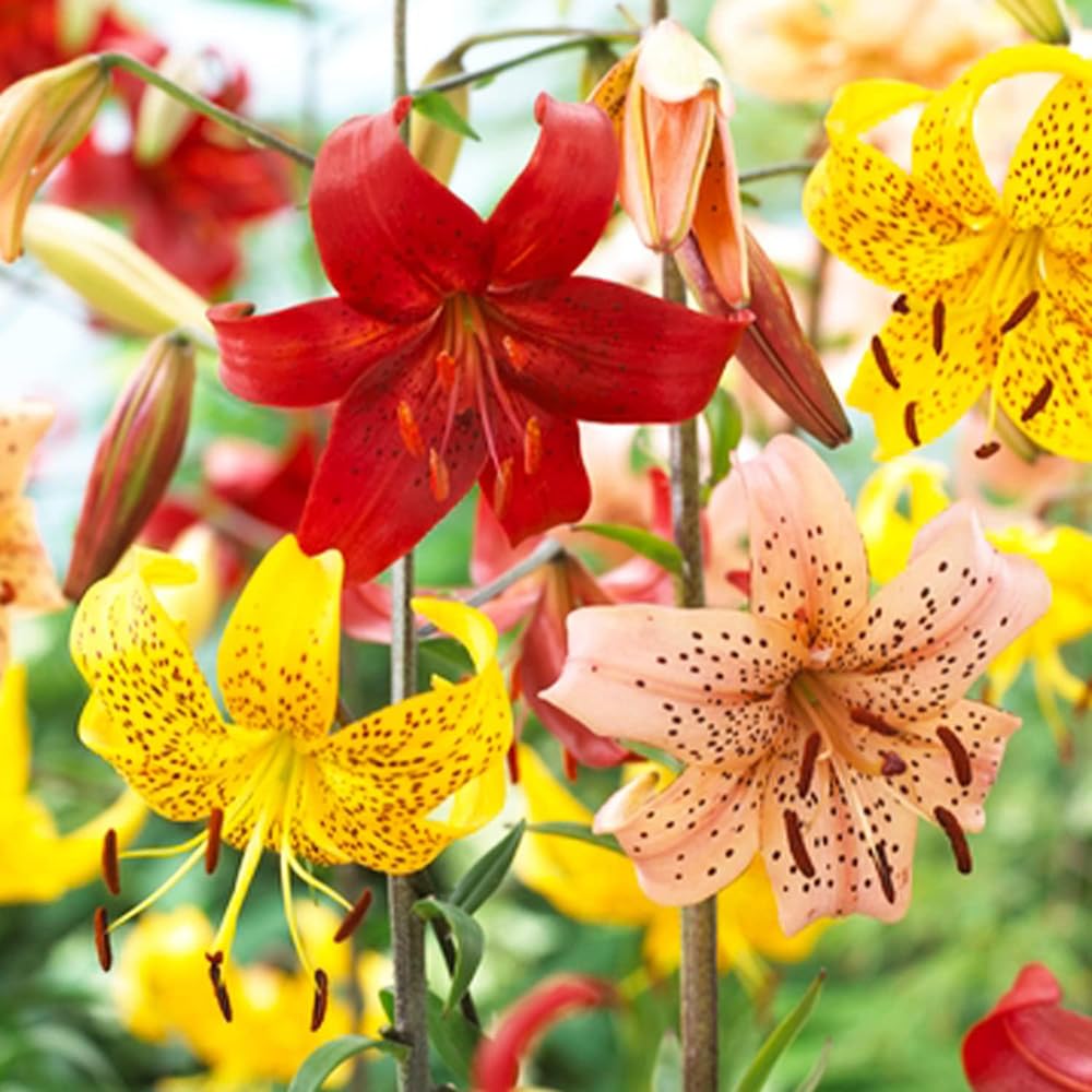 Bulbos De Lilium 8 Bulbos De Lirio Lilium Brownii - Plantas De Flor  Perennes Para Maceta O Jardín | Fáciles De Cultivar Jardín Balcón Cultivo, image size:1000x1000