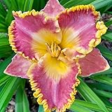 French Lingerie Daylily Flower Bulb - Naturalizing - Perennializing - Easy to Grow Live Plants - Outdoor Garden