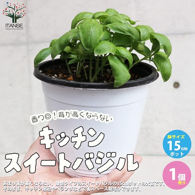 Amazon Co Jp 香りが良くて背が高くならない キッチン スイートバジル Bn15cmポット苗 1個売り 品種で選べるハーブ 野菜苗 学名 Ocimum Basilicum シソ科メボウキ属 あまり背が高くならない 矮性タイプのスイートバジルの15cmポット苗です そのまま キッチン