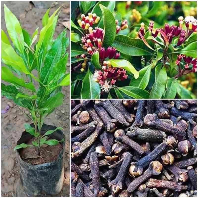 Live Clove Syzygium Aromaticum Plant Dwarf Varieties Syzygium Aromaticum, Laung, Labongo Plant(1 Healthy Live Spice Plant) Hybrid Lobanga Masala Tree plant (1.5ft-2Ft)-image-17