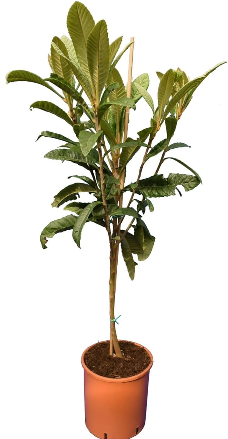Big Loquat (Eriobotrya Japonica) Nispero Japones Live Tree(Japanese Plum) Plant (2-3ft)