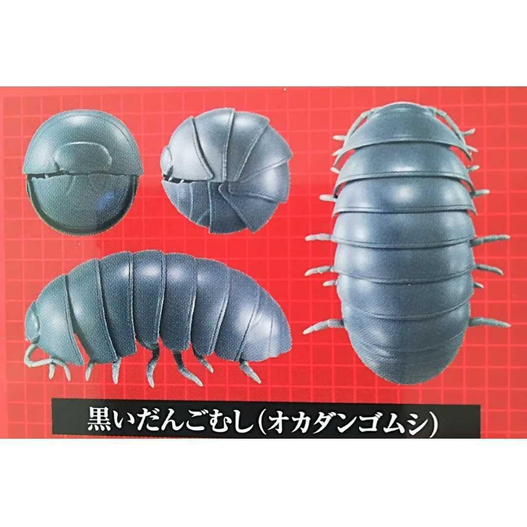 Amazon.co.jp: だんごむし 第3弾 2種類 オカダンゴムシ アルビノ
