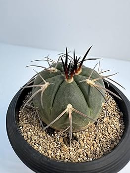 ギムノカリキウム　スペガッツィーニ　天平丸　125苗セット Amazon.co.jp: Gymnocalycium spegazzinii ギムノカリキウム 黒