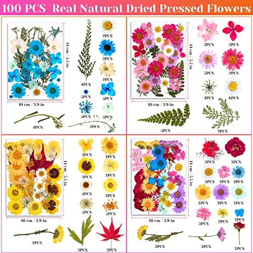 Flores secas prensadas naturales para artesanía y resina miniatura 3