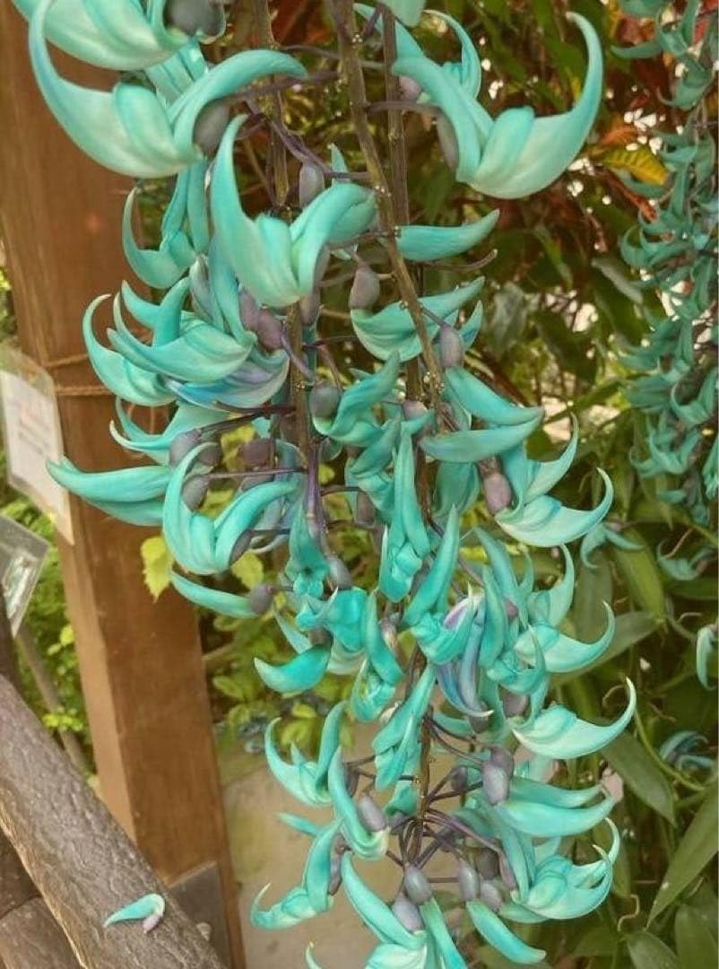 406 人気観葉植物❗️翡翠カズラ❇️ヒスイカズラ☆ポットごと発送 Amazon｜405 人気観葉植物??翡翠カズラ??ヒスイカズラ☆ポットごと