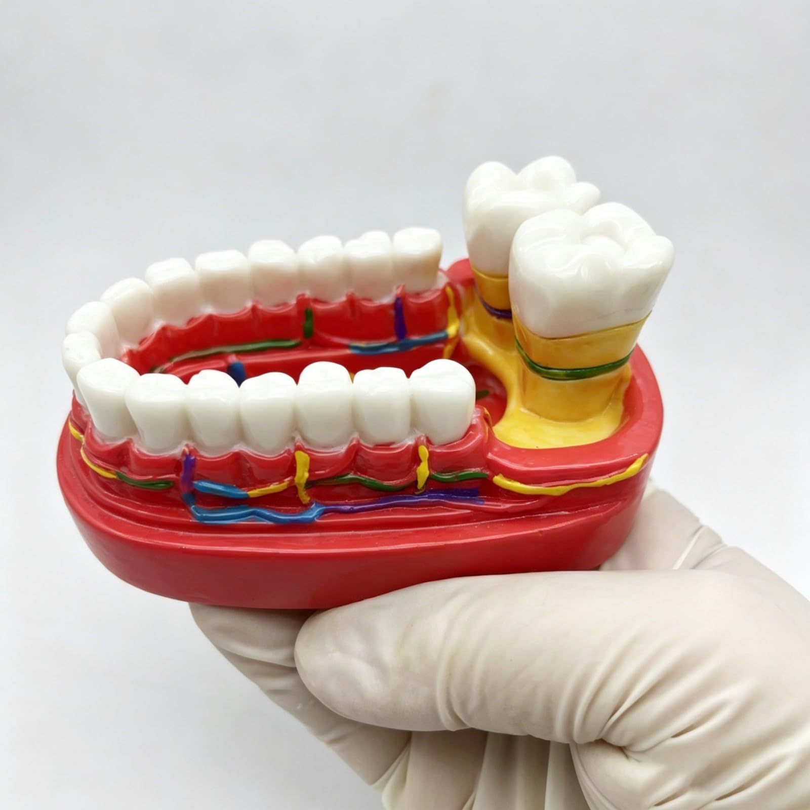 Ornamento da scrivania modello dentale, divertente decorazione artistica per studi dentistici, regalo unico per pensionamento, laurea o compleanno per uomini e donne, decorazione personalizzata per