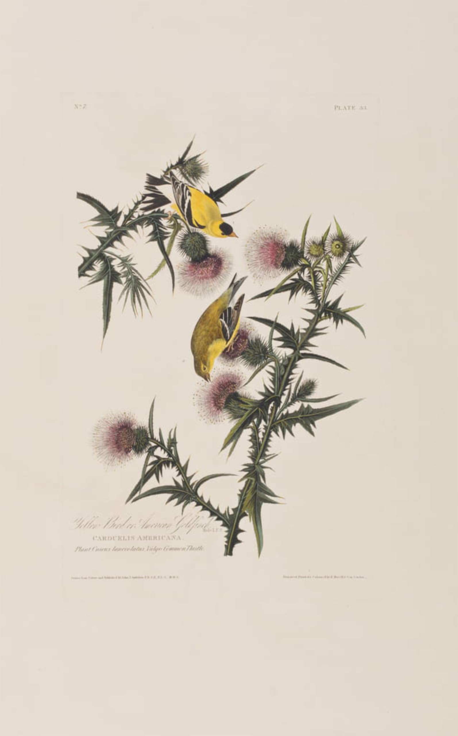 SERENDIPITP Vintage Picture Print on Canvas Wall Art Poster Illustration From birds of America by John Jamess Audubon Artwork Print Poster for Wall Decor 60x90cm