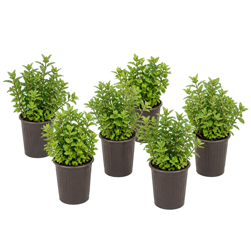 DECOALIVE Mentha Spicata - Pack de 6 Flores, Hierbabuena, 25-30 cm de Altura - para Bebidas e Infusiones
