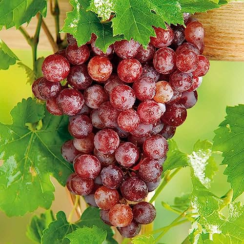 Image of GreenWorld Rare Sweet Red Grape,Lal Angoor (Guti Kolom) Live Plant Hybrid Big Size inchSpecial Variety inch(Fruit After 1 Year)
