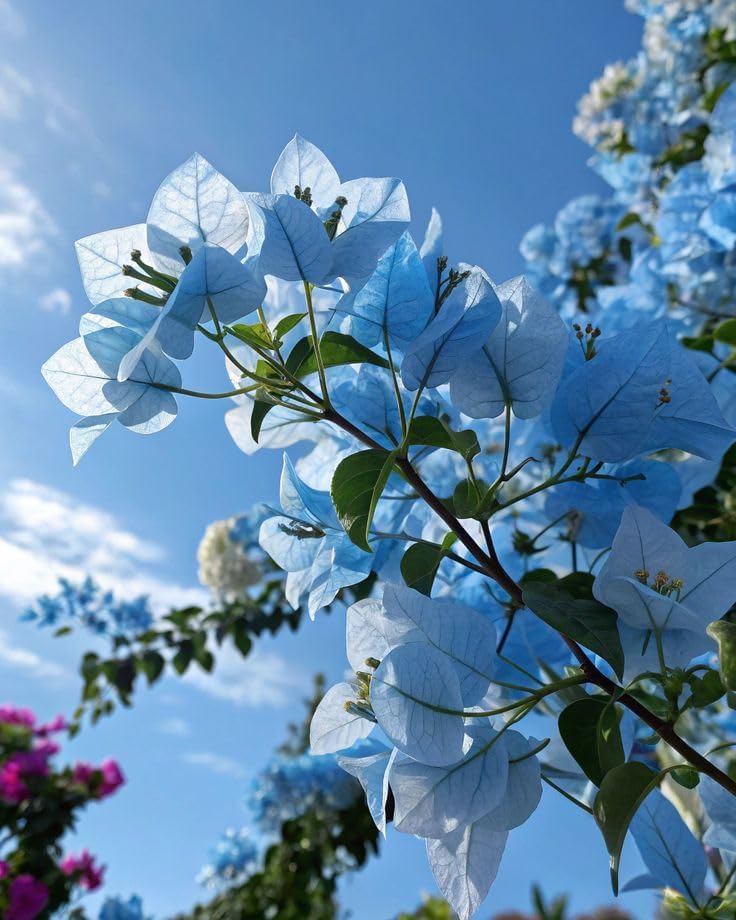 Image of Sky Blue Bougainvillea Live Plant | Flowering Outdoor Plant | Paper Flower Plant | Buganvel, Bougainvillea Glabra Live Plant for Home Garden Balcony Outdoor (Healthy Rooted Plant)