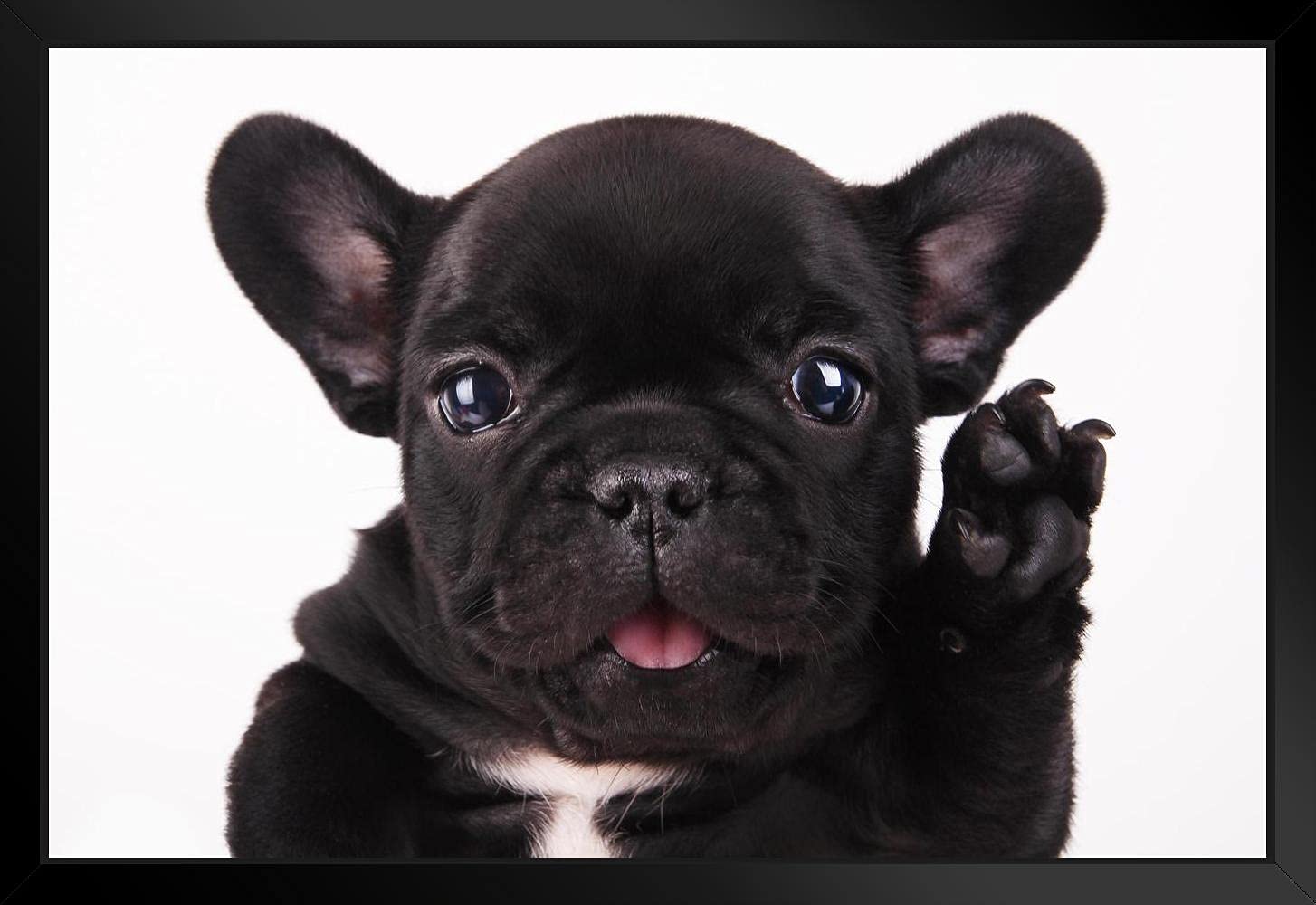 brankety brank designs ミラー&フォトフレーム　フレブル brankety brank designs ミラー&フォトフレーム フレブル 木製フレーム