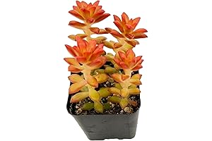 Sprout N Green Sedum adolphii 'Shooting Stars' Succulent