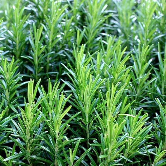 Image of Live Rosemary Plant with Pot | Rosmarinus Officinalis Aromatic Herbal Plant | Medicinal Herb for Kitchen Garden Food Salad Cooking | Fragrant Evergreen Plant for Home Garden | Pack of 1