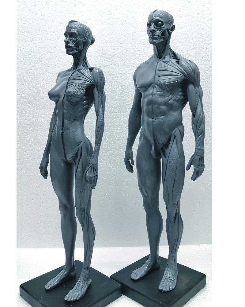 Modelo anatomía Figura anatomía Masculina y Femenina - Esqueleto Muscular Humano 11 Pulgadas - Modelo Dibujo Figura anatomía Humana Modelo Esqueleto músculo óseo anatómico Humano