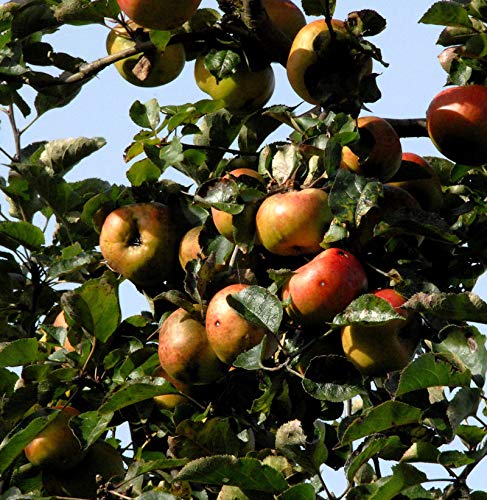 Apfelbaum Kasseler Renette 60-80cm - fest und feinwürzig - lebende Gartenpflanze aus den Baumschulen