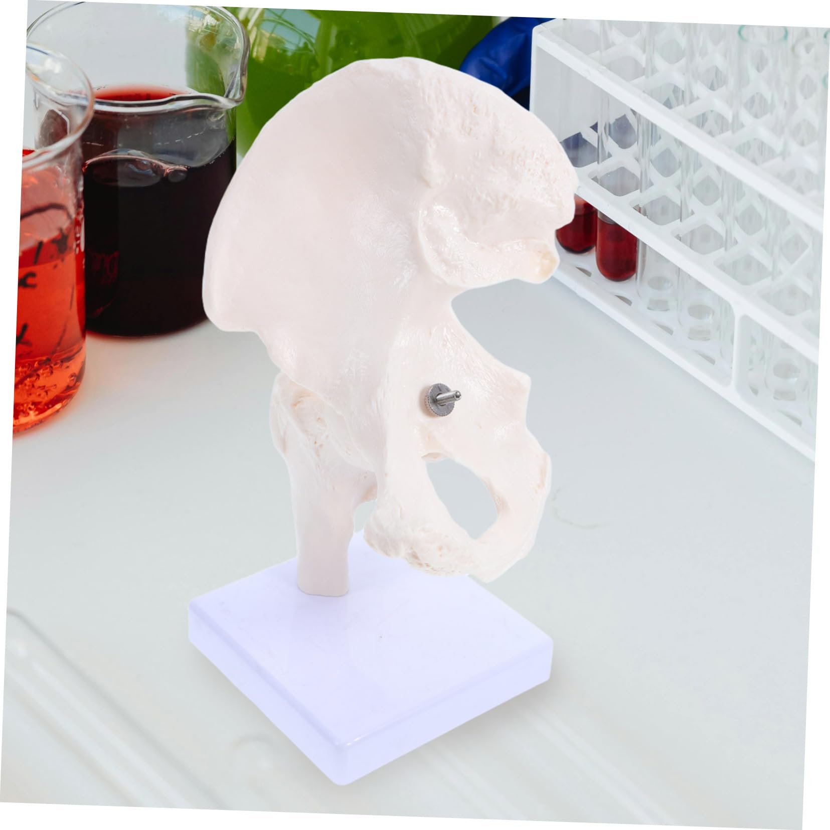 ABOOFAN Modèle Squelette Humain Articulation Anatomie Outil Étude Osseux Démonstration Laboratoire Éducatif