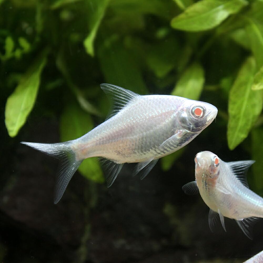 即決 プラチナアルビノレッドフィンバルブ 8匹 約4．5～5cm ー追加や同