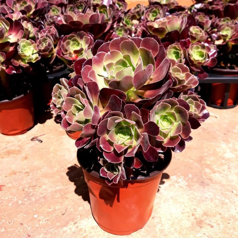 Vista 5 de Aeonium - Planta de rosa negra viva en maceta de 4 pulgadas Plantas suculentas negras vivas Ideal para decoración moderna del hogar, exhibiciones