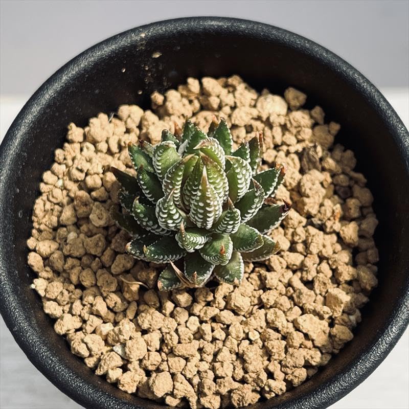 ガステリア　ドロミチカ　多肉植物　サボテン　本物　希少　レア　ハオルチア Amazon｜多肉植物：ハオルチア レインワルディ カフィルドリフ