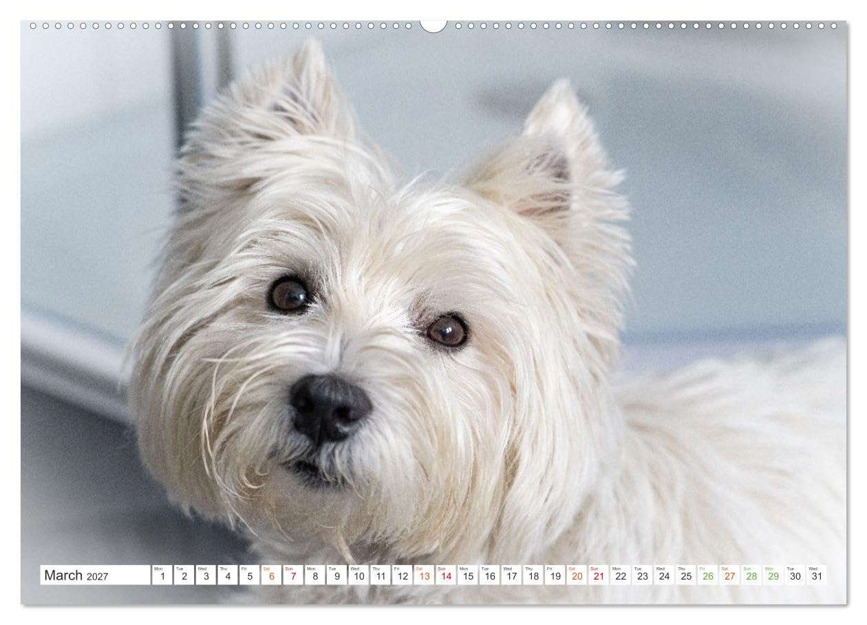 West Highland White Terrier - Your charming companion (Wall Calendar 2027 DIN A2 landscape), CALVENDO 12 Month Wall Calendar: Beautiful shots of the ... the year with this monthly calendar.