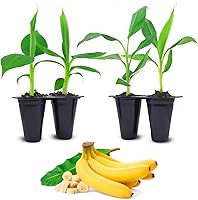 Vista 6 de Banana Tree Dwarf Cavendish (paquete de 4) Planta de plátano vivo a la venta Plantas fáciles de cultivar Planta frutal comestible. Cultiva tu