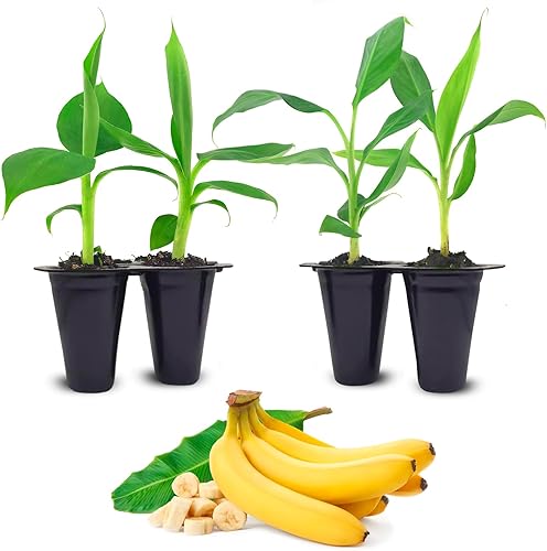 Banana Tree Grand Nain. Juego de 4 plantas vivas de iniciación.