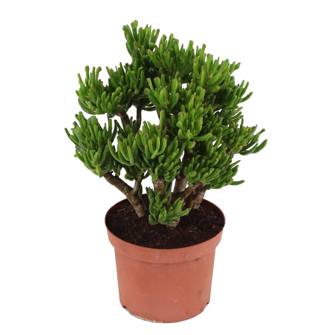Plant in a Box - Pianta di Giada - Crassula ovata 'Hobbit' - Alt. 45-50cm - Vaso 23cm - Da interno - Succulenta - Verde