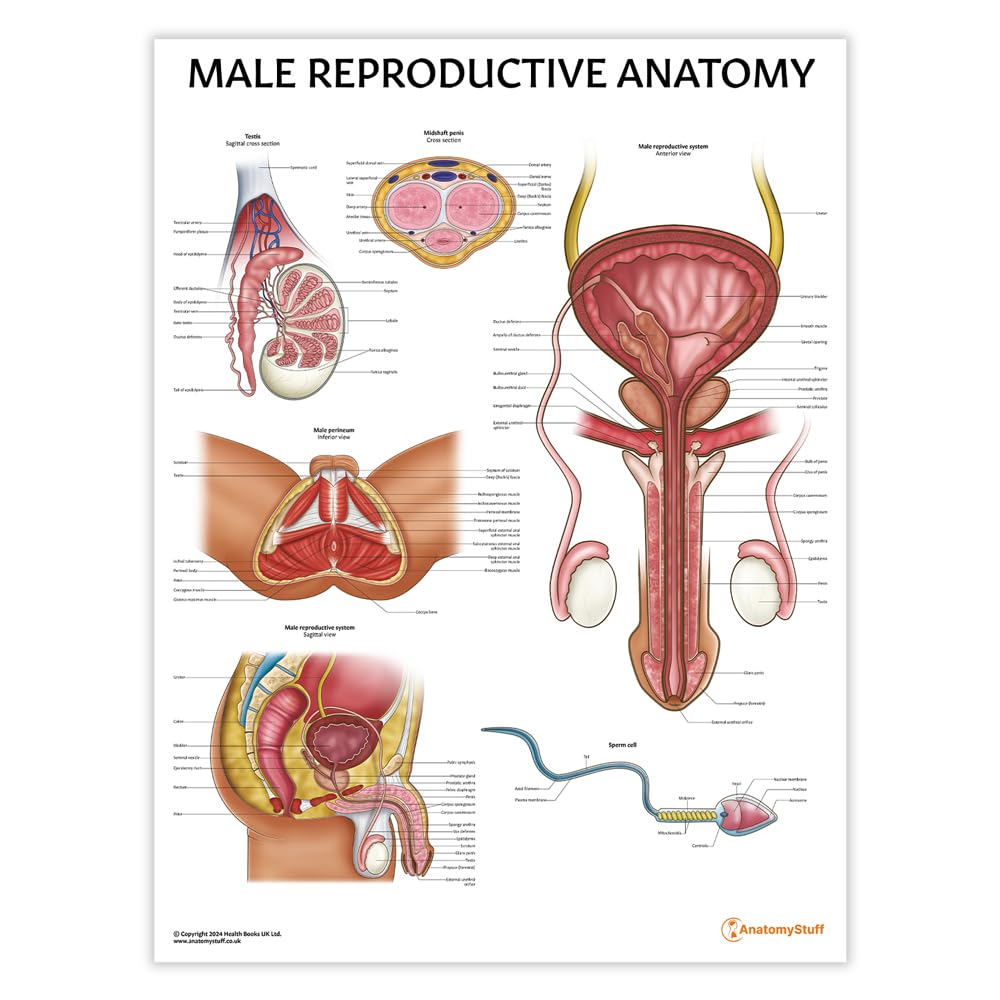 Male Reproductive Anatomy Chart/Poster, 45x60cm, 18x24 inches, Anatomy Study, Male Anatomy, Male Sexual Health Learning Tool