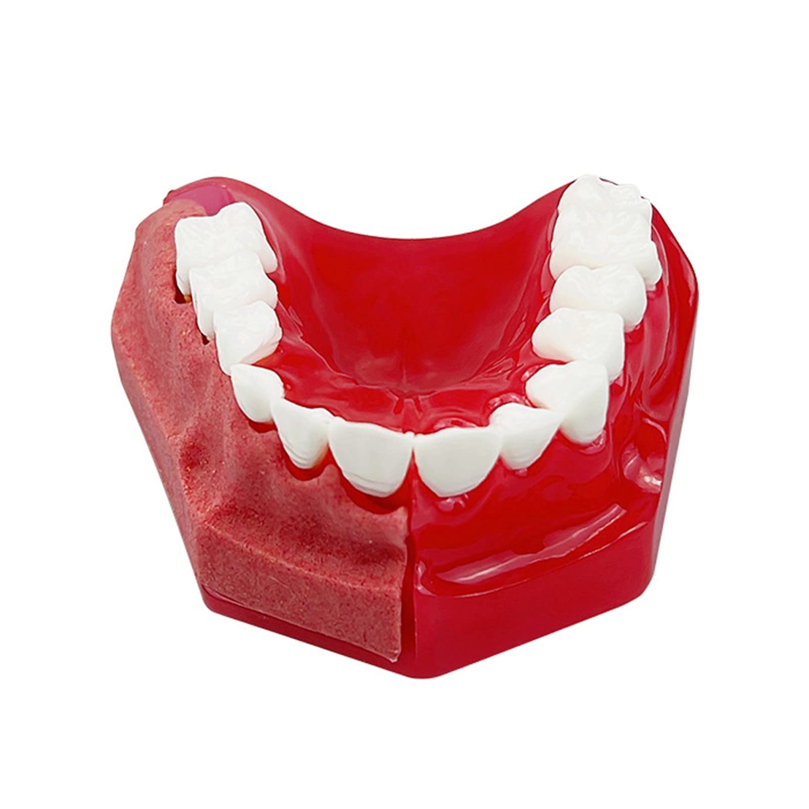 Milchzahnmodell für Kinder, 1: 1-Ersatzzahnmodell, Oralmodell, Milchzahn, alternatives Anzeigemodell, Zahnmodell