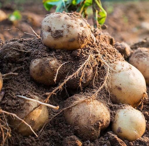 100Pcs Brown Potato Vegetable Seeds
